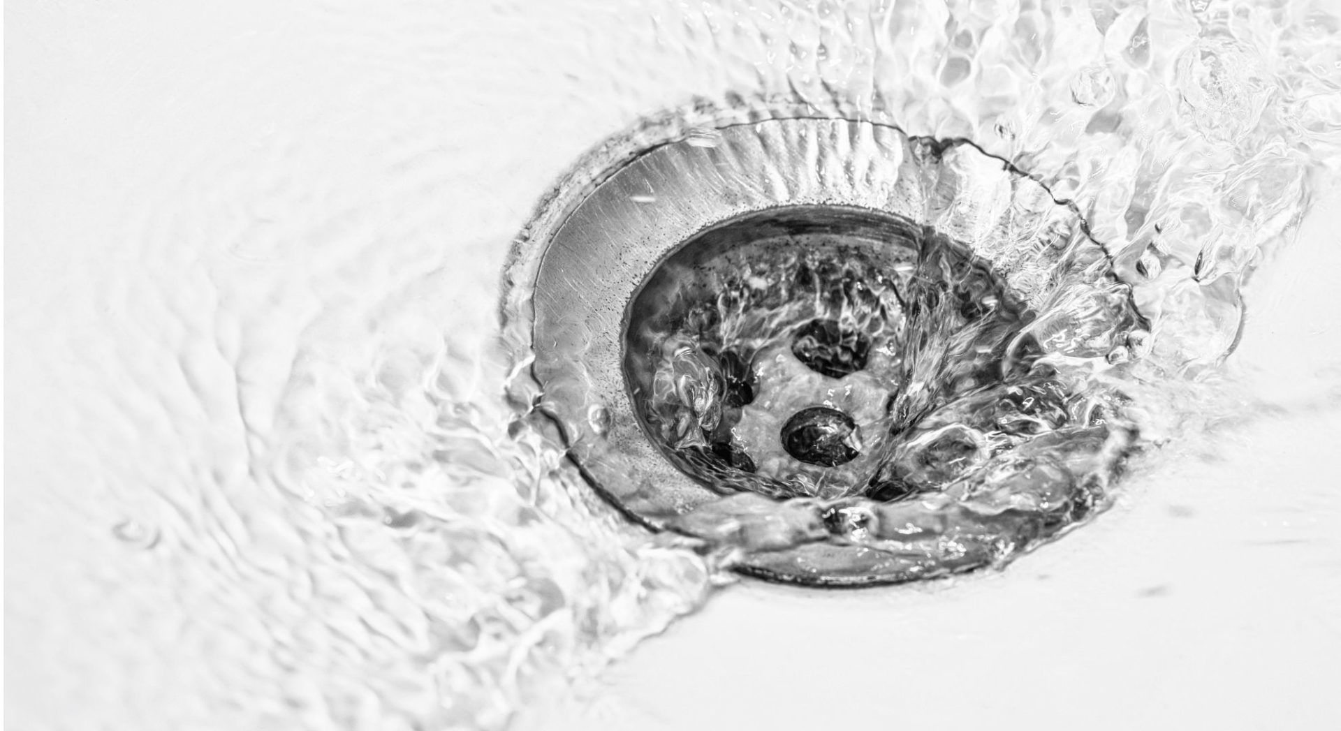 Drain Flies